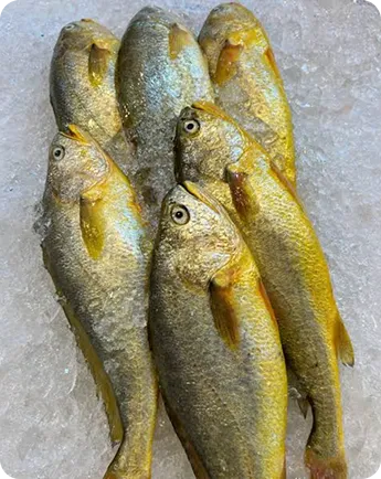 Yellow crocker